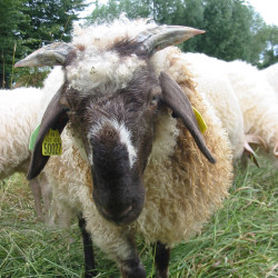 Vente - Brebis Agnelles