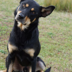 Vente - Chiens