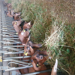 Vente - Chèvres Chevrettes