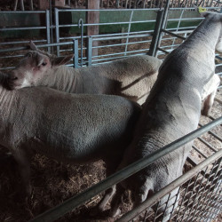 Vente - Béliers