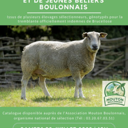 Vente - Béliers