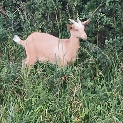 Vente - Chèvres Chevrettes