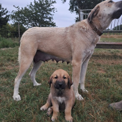 Vente - Chiens