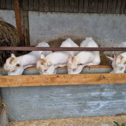 Vente - Boucs Chevreaux