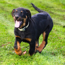 Vente - Chiens