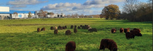 Les Moutons de l’Ouest, le concept d’éco-pâturage qui cartonne en Bretagne